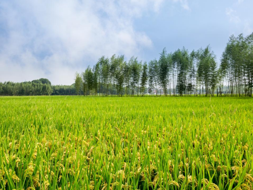 冠领律师代理浙江湖州8名村民房屋确认强拆违法案胜诉-1