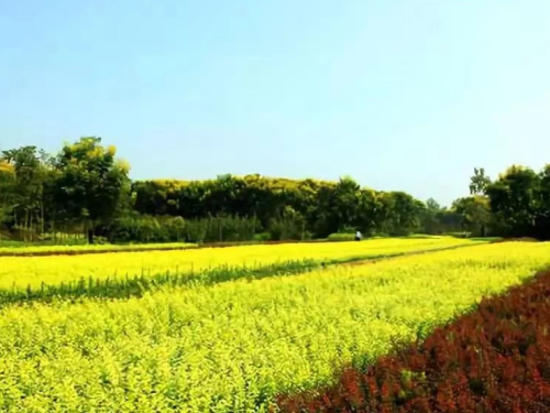 【胜诉故事】相关部门仅凭征地预公告便占用土地，冠领律师助委托人维权成功-1