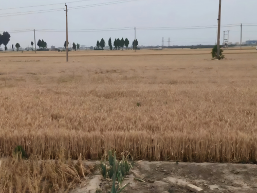 【胜诉故事】农民土地被征收后未拿到足额补偿款，律师助失地农民权益重获保障-1